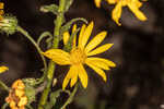 Lynn Haven goldenaster